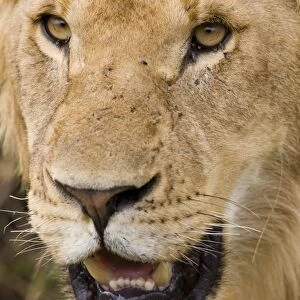 Massai Lion (Panthera leo nubica) immature male, close-up of head, Masai Mara, Kenya