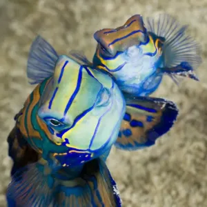 Mating Mandarinfish Print, Syhchiropus splendidus, Micronesia Mating Mandarinfish Print, Syhchiropus splendidus, Micronesia