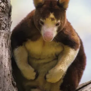 Matschie's Tree Kangaroo (Dendrolagus matshiei) Close-up - Sitting in tree Matschie's Tree Kangaroo (Dendrolagus matshiei) Close-up - Sitting in tree