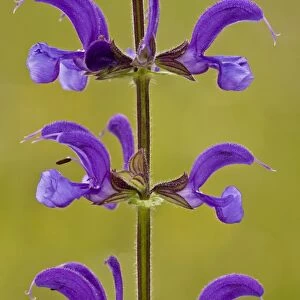 Meadow Clary (Salvia pratensis) close-up of flowers, growing in old meadow, Slovenia, june