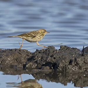 Meadow Pipit (Anthus pratensis) adult, running across mud at edge of water, Suffolk, England, August