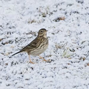 Meadow Pipit (Anthus pratensis) adult, standing on frost covered ground, Ashdown Forest, East Sussex, England, winter