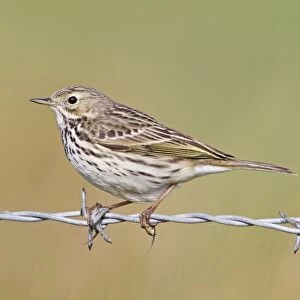 Meadow Pipit (Anthus pratensis) adult, perched on barbed wire, Suffolk, England, april