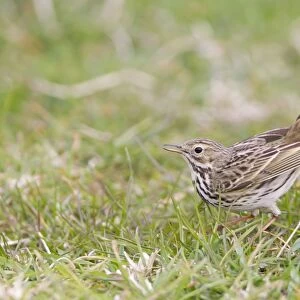 Meadow Pipit (Anthus pratensis) adult male, displaying on grass, Suffolk, England, april