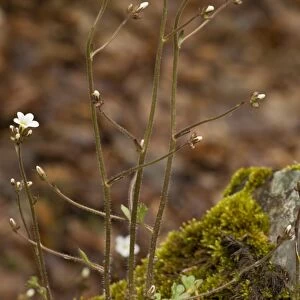 Meadow Saxifrage (Saxifraga granulata) flowering, Abruzzo N. P. Apennines, Italy, May