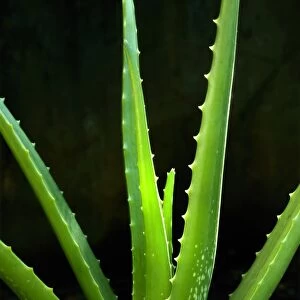 Medicinal Aloe (Aloe vera) close-up of leaves, Trivandrum, Kerala, India