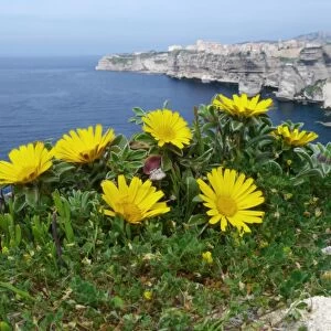 Mediterranean Beach Daisy (Asteriscus maritimus) flowering, growing on limestone rocks in clifftop habitat