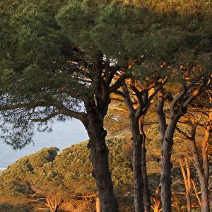 Mediterranean coastal Pine (Pinus sp. ) forest habitat in evening sunlight, Tangier, Morocco, april