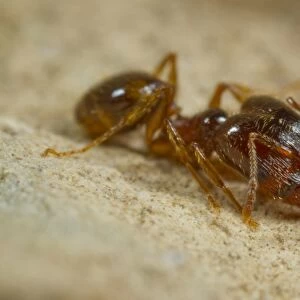 Mediterranean Dimorphic Ant (Pheidole pallidula) adult, large-headed worker, caste chew seeds to feed colony, Ile St