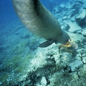 Mediterranean Monk Seal (Monachus monachus) adult, diving underwater, feeding on octopus prey, Greece