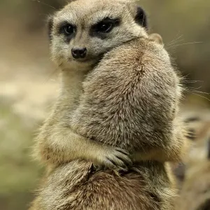Meerkat Adult Pair Hugging Print Meerkat Adult Pair Hugging Print