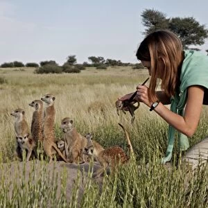 Meerkat (Suricata suricatta) adults and young, being marked by researcher, Kalahari Meerkat Project, Kuruman River Reserve, Kalahari Desert, Northern Cape, South Africa