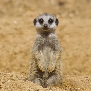 Meerkat Baby Print - Captive Sand-Digging Scene Meerkat Baby Print - Captive Sand-Digging Scene