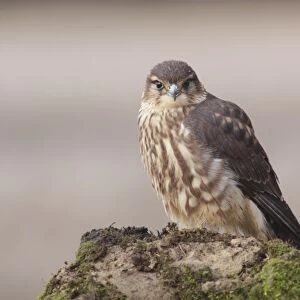 Merlin (Falco columbarius) immature male, first year plumage, standing on boulder, North Yorkshire, England