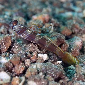 Metallic Shrimpgoby (Amblyeleotris latifasciata) adult, with dorsal fin extended, resting on sand, Lembeh Straits