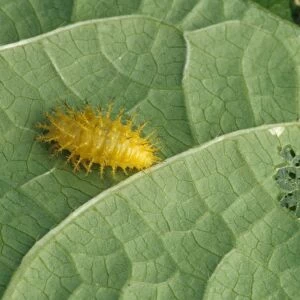 Mexican Bean Beetle (Epilachna varivestis) larva, feeding on leaf, agricultural pest, U. S. A