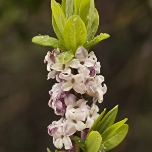 Mezereon (Daphne mezereum) close-up of flowers, French Pyrenees, France, May