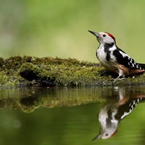 Middle Spotted Woodpecker (Dendrocopos medius) adult, drinking at pool in woodland, Hortobagy N. P. Hungary, April