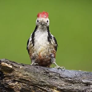 Middle Spotted Woodpecker (Dendrocopos medius) adult, standing on log at pool in woodland, Debrecen, Hungary, April