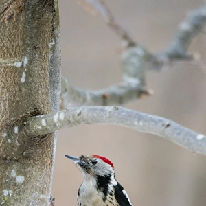 Middle Spotted Woodpecker (Dendrocopos medius) adult, clinging to branch, Bialowieza N. P