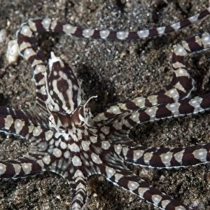 Mimic Octopus (Thaumoctopus mimicus) adult, resting on sand, Lembeh Straits, Sulawesi, Sunda Islands, Indonesia