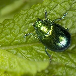 Mint Leaf Beetle, Chrysolina herbacea, on a mint leaf