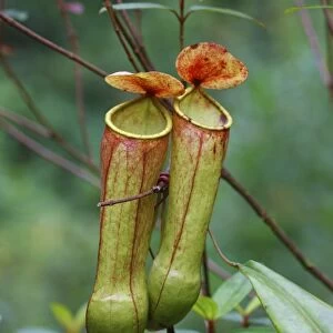 Miraculous Distilling Plant (Nepenthes distillatoria) two pitfall traps formed from modified leaves