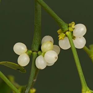 Mistetoe (Viscum album) leaves and white berries of traditional Christmas sprig
