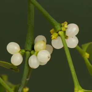 Hojas de mistetoe y bayas blancas del ramo tradicional navideño de Navidad Hojas de mistetoe y bayas blancas del ramo tradicional navideño de Navidad