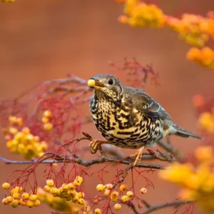 Mistle Thrush (Turdus viscivorus) adult, feeding on Rowan variety berries, Nottinghamshire, England, january Mistle Thrush (Turdus viscivorus) adult, feeding on Rowan variety berries, Nottinghamshire, England, january