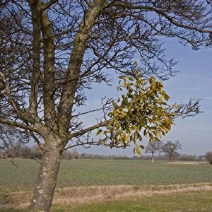 Mistletoe Viscum album growing on tree