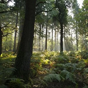 Misty morning sunlight through mixed deciduous and coniferous woodland habitat, Forest of Dean, Gloucestershire