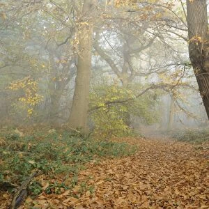 Mixed deciduous woodland in autumn mist, with fallen leaves carpeting footpath, Freston Woods, Suffolk, England
