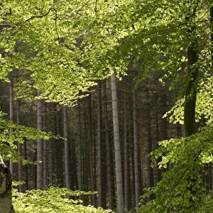 Mixed woodland habitat, Marsham Woods, Norfolk, England, may