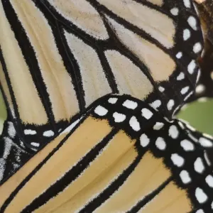 Monarch Butterfly (Danaus plexippus) adult pair, mating, close-up of wings, Cape May, New Jersey, U. S. A. october Monarch Butterfly (Danaus plexippus) adult pair, mating, close-up of wings, Cape May, New Jersey, U. S. A. october