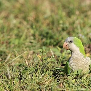 Monk Parakeet (Myiopsitta monachus) introduced species, adult, feeding on seeds, foraging on ground, Florida, U. S. A