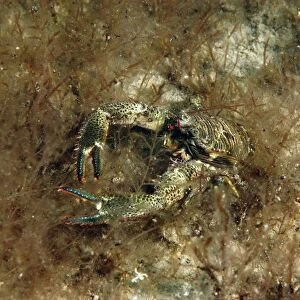 Montagus Plated Lobster (Galathea squamifera) adult, Kimmeridge Bay, Isle of Purbeck, Dorset, England, September