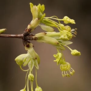 Montpelier Maple (Acer monspessulanum) close-up of flowers, Northern Greece, April