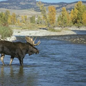 Moose (Alces alces) Bull crossing Gros Ventre River, Wyoming, USA