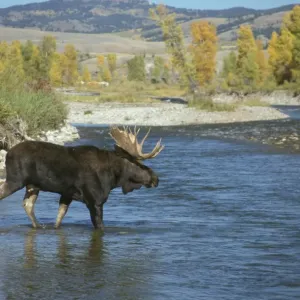 Moose Bull Print - Gros Ventre River, Wyoming Moose Bull Print - Gros Ventre River, Wyoming