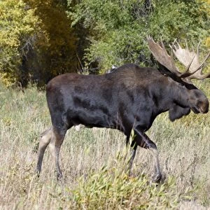 Moose (Alces alces) Male walk with Autumn/Fallcolour Grand Teton Nat Park USA