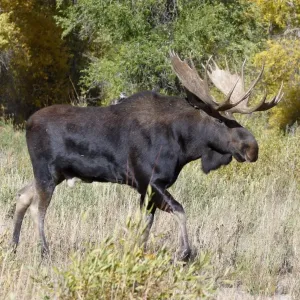 Moose (Alces alces) Male walk with Autumn/Fallcolour Grand Teton Nat Park USA Moose (Alces alces) Male walk with Autumn/Fallcolour Grand Teton Nat Park USA