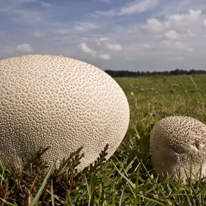 Mosaic Puffball (Calvatia utriformis) fruiting bodies, growing on heathy grassland, New Forest, Hampshire, England, september