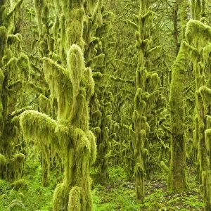 Moss covered trees in old growth temperate rainforest habitat, Tillamook, Oregon, U. S. A. july