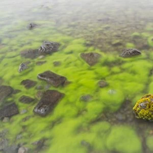 Mossy stone in lake, Lake Thingvallavatn, Thingvellir N. P. Iceland, June