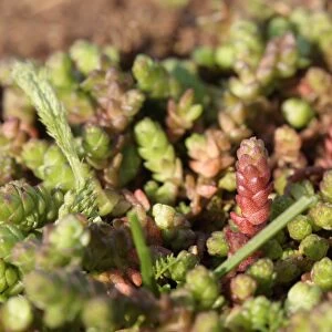 Mossy Stonecrop (Crassula tillaea) introduced species, new and mature growth, Tuddenham St
