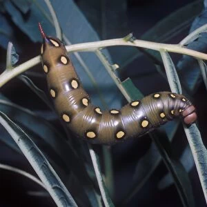 Moth - Hawk Bedstraw Larva (Gyles gallii) close-up