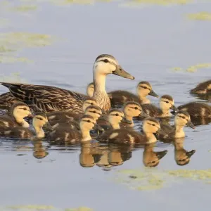 Mottled Duck Print, Female with Ducklings Swimming in Florida Waters Mottled Duck Print, Female with Ducklings Swimming in Florida Waters