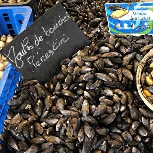 Moules de Bouchot mussels on fish market stall, Manche, Basse-Normandie, Normandy, France, October