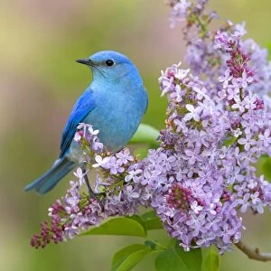 Mountain Bluebird (Sialia currucoides) adult male, perched on flowering lilac, U. S. A